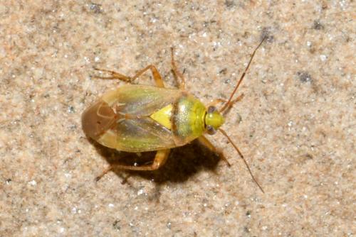 Lygus sp.